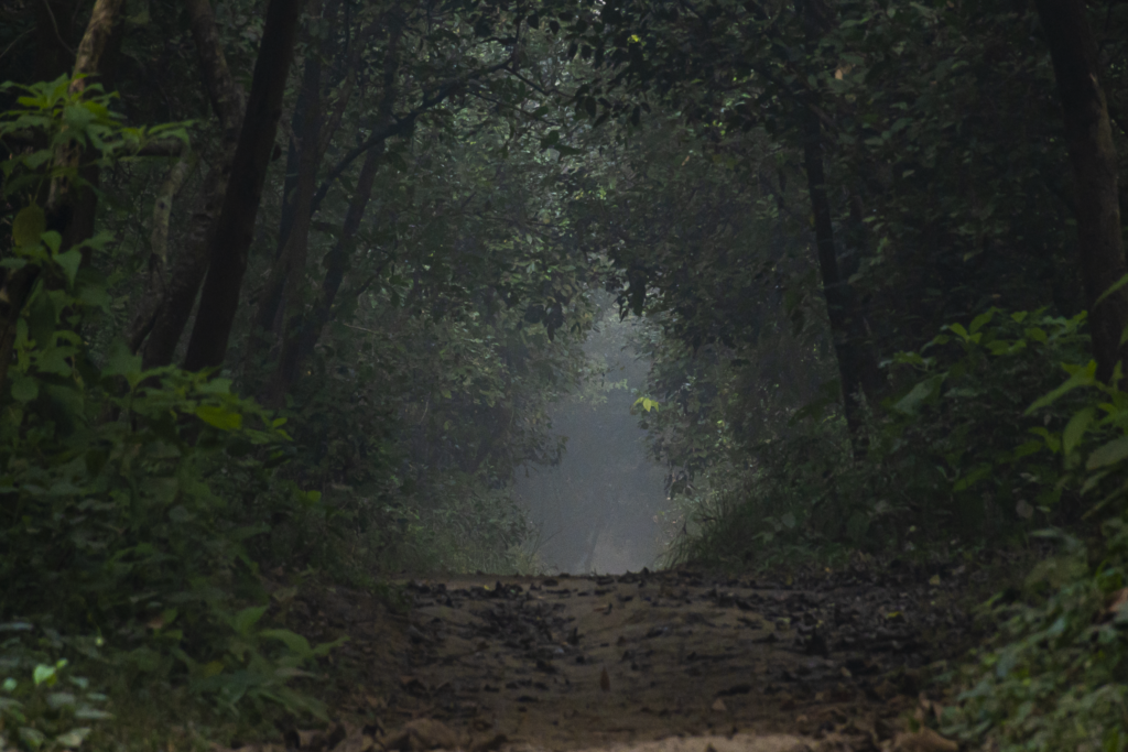 Jungle safari experience in Balmiki Nagar Bihar