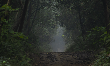 Jungle safari experience in Balmiki Nagar Bihar
