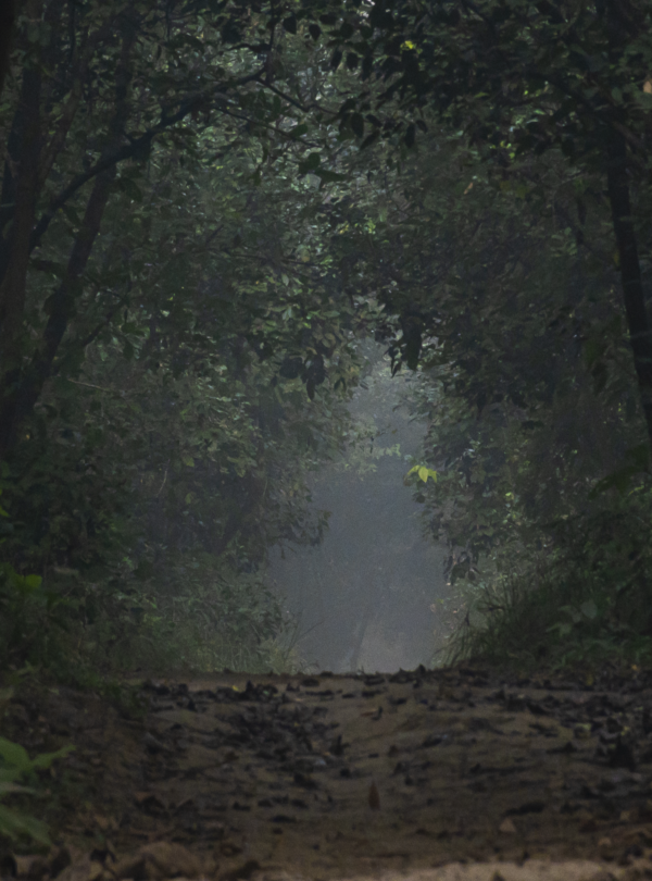 Jungle safari experience in Balmiki Nagar Bihar