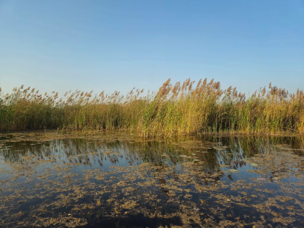 Overnight camping adventure in Balmiki Nagar forest