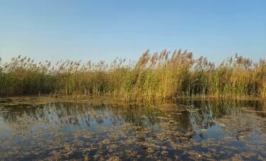 Overnight camping adventure in Balmiki Nagar forest