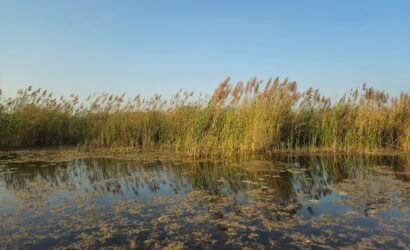 Overnight camping adventure in Balmiki Nagar forest